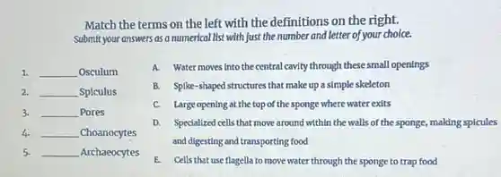 Match the terms on the left with the definitions on the right.
Submit your answers as a numerical list with just the number and letter of your choice.
1. __ Osculum
2. __ Spiculus
3. __ Pores
4. __ Choanocytes
5. __ Archaeocytes
A. Water moves Into the central cavity through these small openings
B. Spike-shaped structures that make up a simple skeleton
C. Large opening at the top of the sponge where water exits
D. Speciallzed cells that move around within the walls of the sponge, making spicules
and digesting and transporting food
E. Cells that use flagella to move water through the sponge to trap food