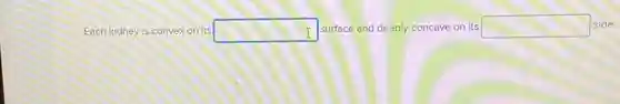 Each kidney is convex on its square  surface and deeply concave on its square  side.