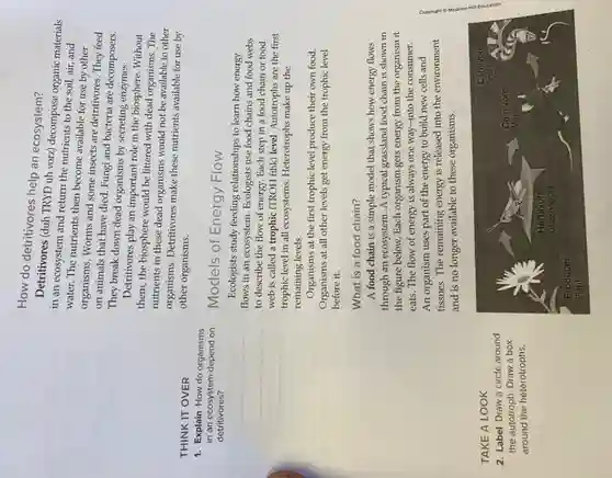 THINK IT OVER
1. Explain How do organisms
in an ecosystem depend on
detritivores?
__
TAKE A LOOK
2. Label Draw a circle around
the autotroph. Draw a box
around the heterotrophs.
How do detritivores help an ecosystem?
Detritivores (duh TRYD uh vozz) decompose organic materials
in an ecosystem and return the nutrients to the soil, air, and
water. The nutrients then become available for use by other
organisms. Worms and some insects are detritivores. They feed
on animals that have died. Fungi and bacteria are decomposers.
They break down dead organisms by secreting enzymes.
Detritivores play an important role in the biosphere. Without
them, the biosphere would be littered with dead organisms . The
nutrients in these dead organisms would not be available to other
organisms. Detritivores make these nutrients available for use by
other organisms.
Models of Energy Flow
Ecologists study feeding relationships to learn how energy
flows in an ecosystem Ecologists use food chains and food webs
to describe the flow of energy. Each step in a food chain or food
web is called a trophic (TROH fihk) level Autotrophs are the first
trophic level in all ecosystems. Heterotrophs make up the
remaining levels.
Organisms at the first trophic level produce their own food.
Organisms at all other levels get energy from the trophic level
before it.
What is a food chain?
A food chain is a simple model that shows how energy flows
through an ecosystem. A typical grassland food chain is shown in
the figure below. Each organism gets energy from the organism it
eats. The flow of energy is always one way-into the consumer.
An organism uses part of the energy to build new cells and
tissues. The remaining energy is released into the environment
and is no longer available to these organisms.
Carnivore
Snake